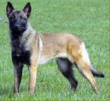 Pastor Belga Malinois